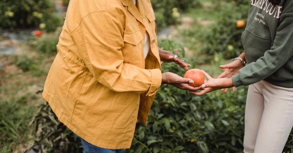 Side view of crop unrecognizable mature ethnic female gardener in casual clothes giving ripe tomato to young daughter during harvesting works in farm