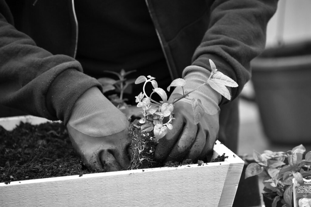 Person Hands in Gloves Planting Plant